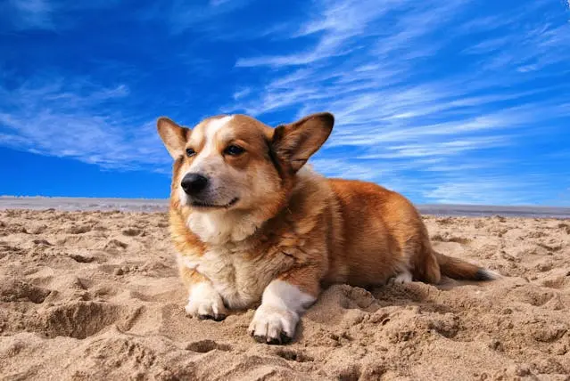 perro en la playa