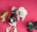 entrenar a tu perro