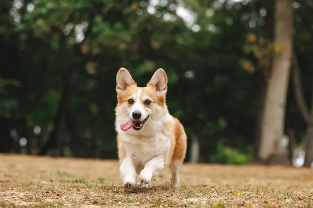 perrito corriendo al aire libre