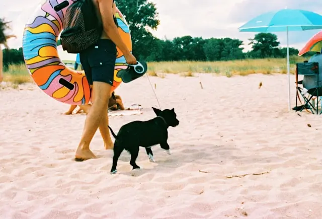 perro en la playa