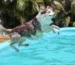 pulgas y garrapatas