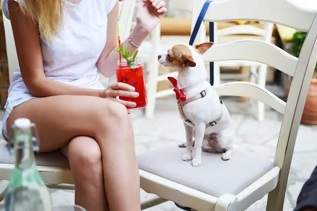 mascotas en verano