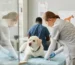 visitas al veterinario